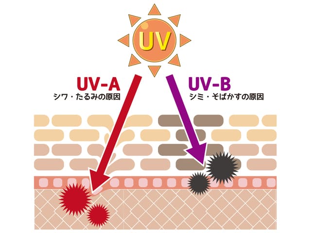 紫外線の肌への影響